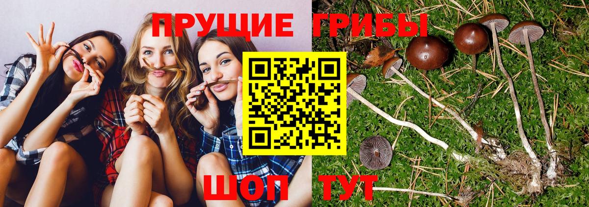 Галлюциногенные грибы прущие грибы Лянтор